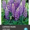 Intratuin Knol Lupine (Lupinus) Paars 4 Stuks -Tuin Planten Winkel 8717263346135 1 1