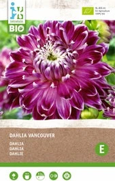 Intratuin Biologische Dahlia Knol (Dahlia 'Vancouver')