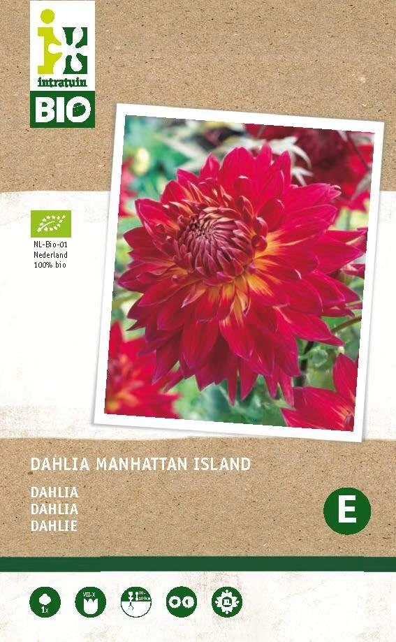 Intratuin Biologische Dahlia Knol (Dahlia 'Manhattan Island') 3 Intratuin Biologische Dahlia Knol (Dahlia 'Manhattan Island')