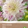 Intratuin Biologische Dahlia Knol (Dahlia 'Avignon') 1 Intratuin Biologische Dahlia Knol (Dahlia 'Avignon') -Tuin Planten Winkel 8717263346531 1 1