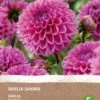 Intratuin Biologische Dahlia Knol (Dahlia 'Sandra') -Tuin Planten Winkel 8717263346548 1 1