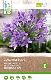 Intratuin Biologische Afrikaanse Lelie Knol (Agapanthus) Blauw 3 Intratuin Biologische Afrikaanse Lelie Knol (Agapanthus) Blauw