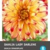 Intratuin Dahlia Knol (Dahlia 'Lady Darlene') -Tuin Planten Winkel 8717263346692 1 1