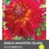 Intratuin Dahlia Knol (Dahlia 'Manhattan Island') -Tuin Planten Winkel 8717263346708 1 1