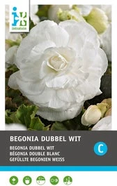 Intratuin Begonia Knol (Begonia Grandiflora White) 3 Stuks