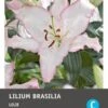 Intratuin Bloembollen Lelie (Lilium Oriental 'Brasilia') 2 Stuks -Tuin Planten Winkel 8717263346746 1 1
