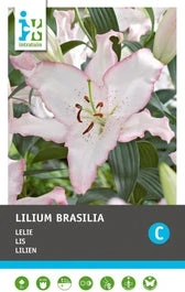 Intratuin Bloembollen Lelie (Lilium Oriental 'Brasilia') 2 Stuks