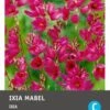 Intratuin Bloembollen Ixia (Ixia 'Mabel') 25 Stuks 1 Intratuin Bloembollen Ixia (Ixia 'Mabel') 25 Stuks -Tuin Planten Winkel 8717263346784 1 1