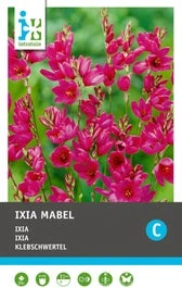 Intratuin Bloembollen Ixia (Ixia 'Mabel') 25 Stuks