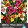 Intratuin Bloembollen Tijgerbloem (Tigridia) Gemengd 15 Stuks -Tuin Planten Winkel 8717263346807 1 1