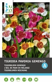 Intratuin Bloembollen Tijgerbloem (Tigridia) Gemengd 15 Stuks 3 Intratuin Bloembollen Tijgerbloem (Tigridia) Gemengd 15 Stuks