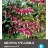 Intratuin Gebroken Hartje Knol (Dicentra Spectabilis 'Pink') 2 Intratuin Gebroken Hartje Knol (Dicentra Spectabilis 'Pink') -Tuin Planten Winkel 8717263346838 1