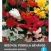 Intratuin Begonia Knol (Begonia Pendula) Gemengd 3 Stuks -Tuin Planten Winkel 8717263346937 1