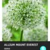 Intratuin Bloembollen Sierui (Allium 'Mount Everest') -Tuin Planten Winkel 8717263346975