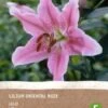 Intratuin Biologische Bloembol Lelie (Lilium Oriental) Roze -Tuin Planten Winkel 8717263347804