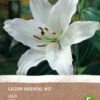 Intratuin Biologische Bloembollen Lelie (Lilium Oriental) Wit -Tuin Planten Winkel 8717263347811
