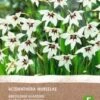 Intratuin Biologische Bloembollen Abessijnse Gladiool (Acidanthera Murielae) 10 Stuks 1 Intratuin Biologische Bloembollen Abessijnse Gladiool (Acidanthera Murielae) 10 Stuks -Tuin Planten Winkel 8717263347835