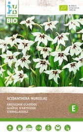 Intratuin Biologische Bloembollen Abessijnse Gladiool (Acidanthera Murielae) 10 Stuks 3 Intratuin Biologische Bloembollen Abessijnse Gladiool (Acidanthera Murielae) 10 Stuks