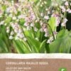 Intratuin Biologische Lelietje-van-Dalen Knol (Convallaria Majalis 'Rosea') 2 Stuks -Tuin Planten Winkel 8717263347859