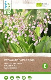 Intratuin Biologische Lelietje-van-Dalen Knol (Convallaria Majalis 'Rosea') 2 Stuks