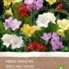 Intratuin Biologische Bloembollen Freesia Gemengd 10 Stuks -Tuin Planten Winkel 8717263358596 1