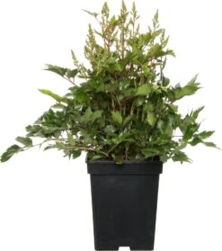 Pluimspirea (Astilbe 'Younique') Wit D 23 H 30 Cm