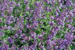 Siersalie (Salvia Nemorosa) D 17 H 30 Cm -Tuin Planten Winkel 8717263403531 1