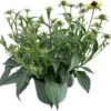 Zonnehoed (Rudbeckia Fulgare 'Little Goldstar') D 17 H 35 Cm