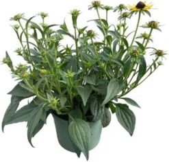 Zonnehoed (Rudbeckia Fulgare 'Little Goldstar') D 17 H 35 Cm