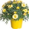 Struikmargriet (Argyranthemum Frutescens) Geel D 14 H 25 Cm 1 Struikmargriet (Argyranthemum Frutescens) Geel D 14 H 25 Cm -Tuin Planten Winkel 8717263404415