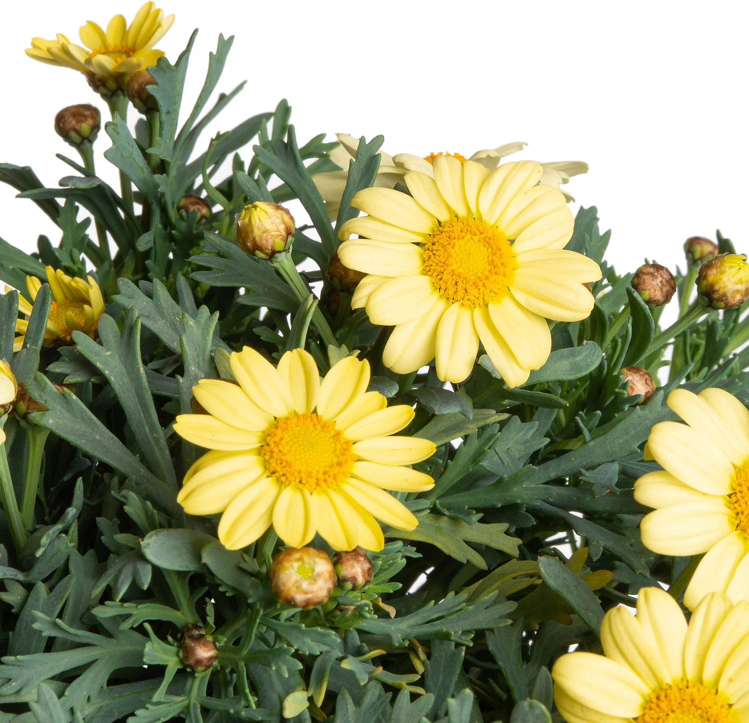 Struikmargriet (Argyranthemum Frutescens) Geel D 14 H 25 Cm 4 Struikmargriet (Argyranthemum Frutescens) Geel D 14 H 25 Cm - Afbeelding 2