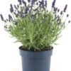Lavendel (Lavandula Angustifolia 'Hidcote') D 17 H 30 Cm -Tuin Planten Winkel 8717263408253
