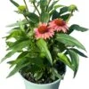 Zonnehoed (Echinacea Purpurea 'SunSeekers Coral') D 17 H 45 Cm 2 Zonnehoed (Echinacea Purpurea 'SunSeekers Coral') D 17 H 45 Cm -Tuin Planten Winkel 8717263431503