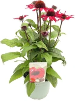 Zonnehoed (Echinacea Purpurea 'SunSeekers Red') D 17 H 35 Cm