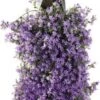 Wandhanger Klokjesbloem (Campanula Portenschlagiana 'Ambella Purple') D 60 H 25 Cm -Tuin Planten Winkel 8717263431770