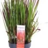 Japans Bloedgras (Imperata Cylindrica 'Red Baron') D 19 H 30 Cm 1 Japans Bloedgras (Imperata Cylindrica 'Red Baron') D 19 H 30 Cm -Tuin Planten Winkel 8717263433286