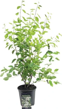 Krentenboompje (Amelanchier Lamarckii) D 24 H 80 Cm