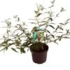 Vlinderstruik (Buddleja Davidii 'Black Knight') D 24 H 40 Cm -Tuin Planten Winkel 8717263438120
