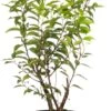 Portugese Laurier (Prunus Lusitanica 'Angustifolia') D 23 H 50 Cm -Tuin Planten Winkel 8717263438595 1
