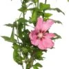 Chinese Roos (Hibiscus Syriacus 'Woodbridge') D 17 H 40 Cm 1 Chinese Roos (Hibiscus Syriacus 'Woodbridge') D 17 H 40 Cm -Tuin Planten Winkel 8717263448655