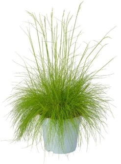 Ruwe Smele (Deschampsia Flexuosa 'Amilime') D 17 H 30 Cm