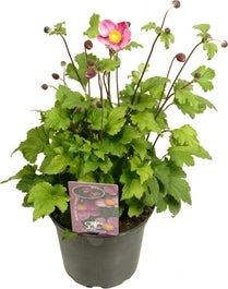 Herfstanemoon (Anemone Hupehensis 'Splendens') D 17 H 35 Cm