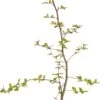 Haagbeuk (Carpinus Betulus) D 17 H 90 Cm -Tuin Planten Winkel 8717263520214 1