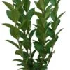 Liguster (Ligustrum Ovalifolium) D 17 H 40 Cm -Tuin Planten Winkel 8717263520269