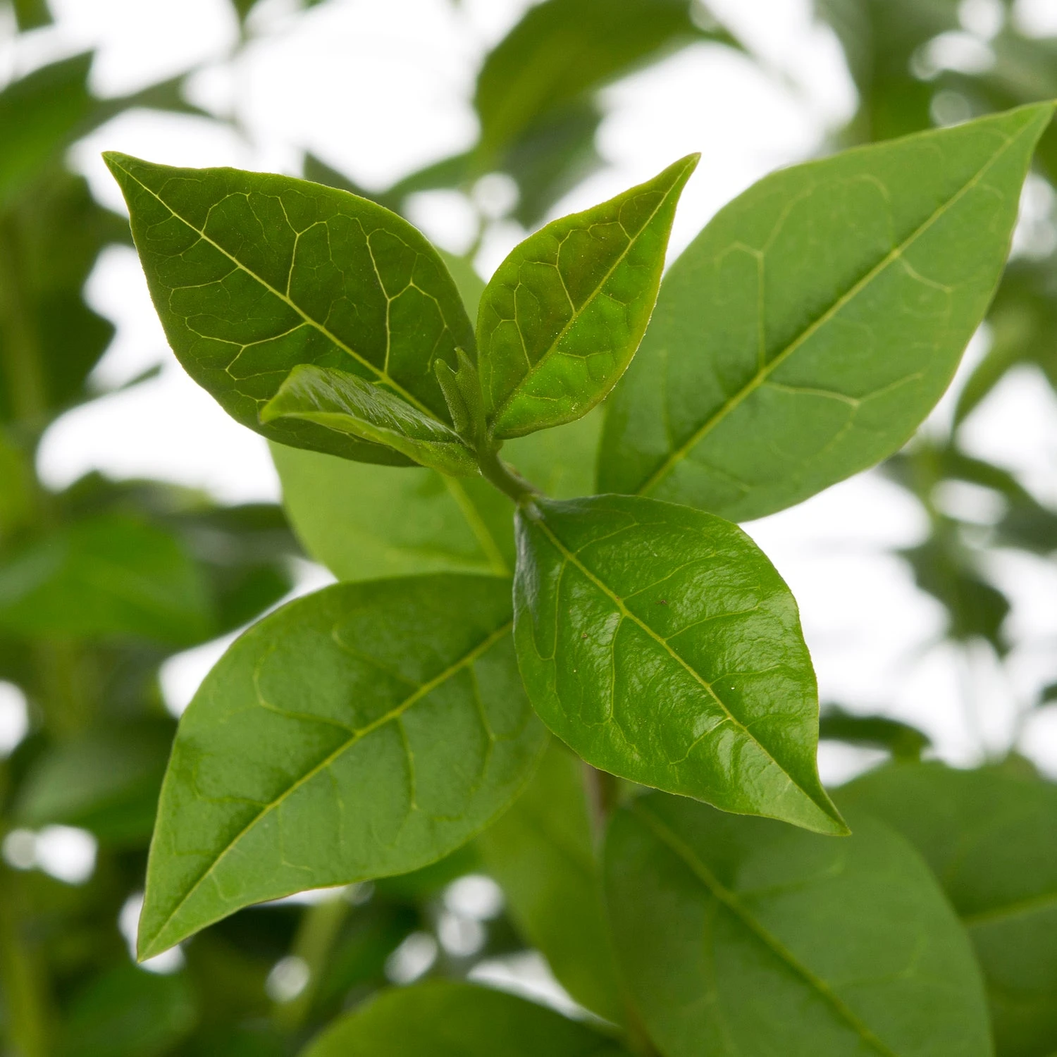 Liguster (Ligustrum Ovalifolium) D 17 H 40 Cm 4 Liguster (Ligustrum Ovalifolium) D 17 H 40 Cm - Afbeelding 2