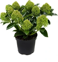 Skimmia (Skimmia Japonica 'White Globe') D 15 H 25 Cm