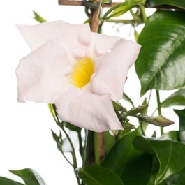 Mandevilla Piramide (Dipladenia 'White') D 17 H 70 Cm 3 Mandevilla Piramide (Dipladenia 'White') D 17 H 70 Cm