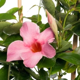 Mandevilla Piramide (Dipladenia 'Pink') D 17 H 70 Cm 3 Mandevilla Piramide (Dipladenia 'Pink') D 17 H 70 Cm