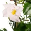 Mandevilla Piramide (Dipladenia 'Sundaville') Wit D 17 H 70 Cm 2 Mandevilla Piramide (Dipladenia 'Sundaville') Wit D 17 H 70 Cm -Tuin Planten Winkel 8717263536000 1