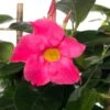 Mandevilla Piramide (Dipladenia 'Fuchsia Flammé') D 17 H 70 Cm 1 Mandevilla Piramide (Dipladenia 'Fuchsia Flammé') D 17 H 70 Cm -Tuin Planten Winkel 8717263537410 1